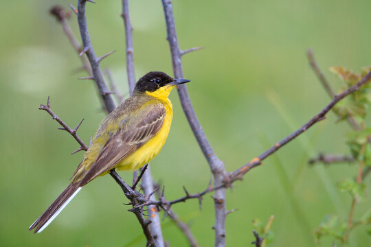 Black-headed Wagtail (Motacilla flava feldegg) male, perched on branch. Central Balkan National Park. Bulgaria.