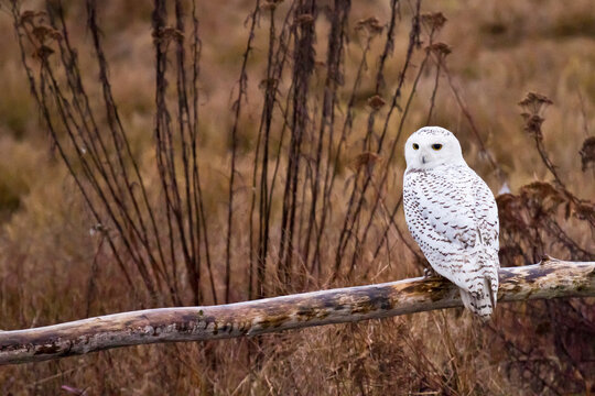 A snowy owl looks out onto the landscape in Boundary Bay Regional Park, British Columbia, Canada.