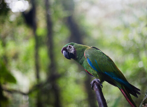 A up close image of a captive Green Macaw.