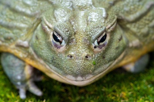Captive African bullfrog, Pyxicephalus adspersus. Range: eastern and southern Africa.