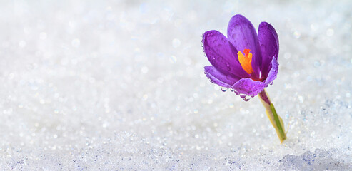 Crocus blooming on a spring sunny day from under the sparkling white snow, closeup with space for text, banner