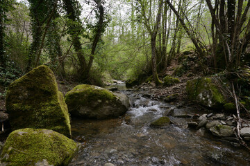 stream in the forest with rocks covered with moss, on early spring in Tuscany, Italy