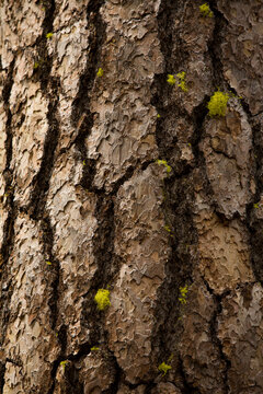 Ponderosa pine forest near Sisters, Oregon