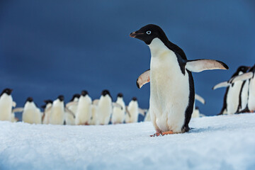 A group of adelie penguins in Antarctica.