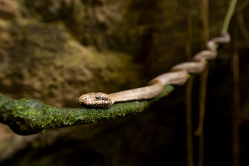 A Puerto Rican Boa (Epicrates inornatus) at the mouth of La Cueva de los Culebrones, a cave in Puerto Rico.