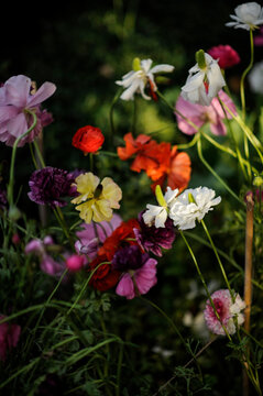 Spring has arrived early at the garden in Santa Paula Ca.