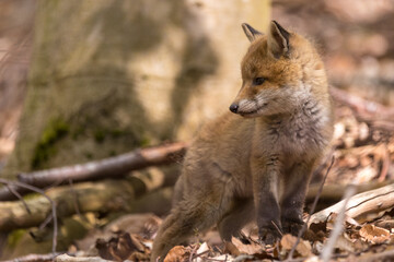 Junger Fuchswelpe im Wald