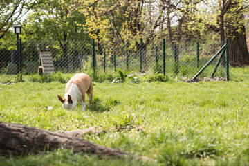 Dog dig a hole in the public park. Playing, bored, curiosity dog