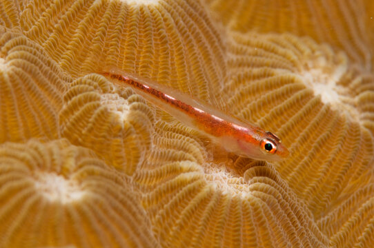 A very small goby on a hard coral.