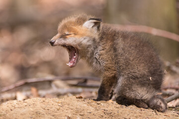 Junger Fuchswelpe im Wald
