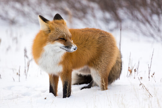 A red fox stares into the wind in Churchill, Manitoba, Canada.