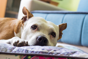 Dog resting on the couch at home 