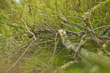 Dry branches