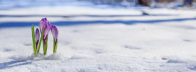 Fotobehang Krokus Crocuses - blooming purple flowers making their way from under the snow in early spring, closeup with space for text, banner  © rustamank