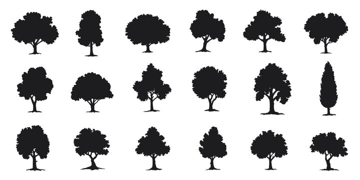 various deciduous trees silhouettes on the white background