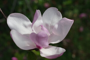 A beautiful magnolia flower from a magnolia tree