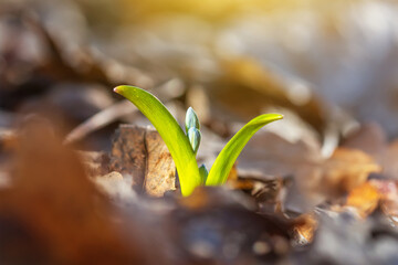 Blue flowers, snowdrops in early spring forest. Selective focus closeup. Scilla siberica Squill