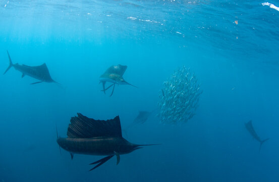 Atlantic sailfish hunt and feed on sardine schools off the coast of Mexico.
