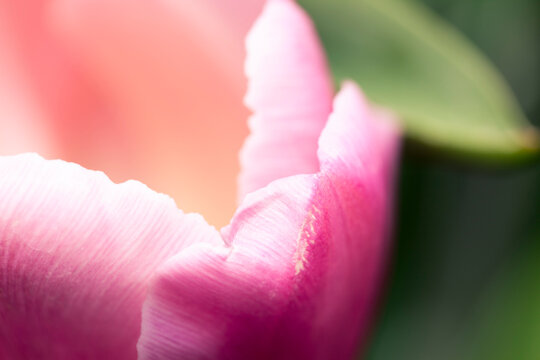 Pink Flower Macro