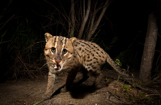 Rip Ear, a wild male fishing cat (Prion Ailurus viverrinus), triggers a camera trap hidden on a fish farm in Sam Roi Yod, Thailand.