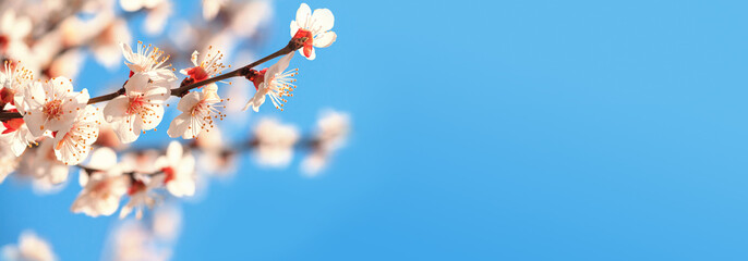 Spring background, banner - flowers of apricot tree on the background of a blooming garden, closeup with space for text