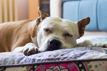 Dog resting on the couch at home 