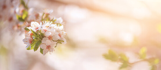 Spring background, banner - flowers of apple tree on the background of a blooming garden, closeup with space for text © rustamank