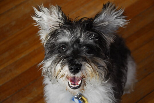 Wild and crazy, dog, ready to run and play, Portland, Maine