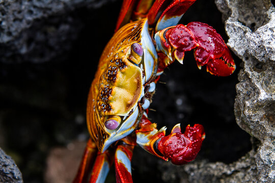 Portrait of a Sally Lightfoot crab in the Galapagos Islands, Ecuador.