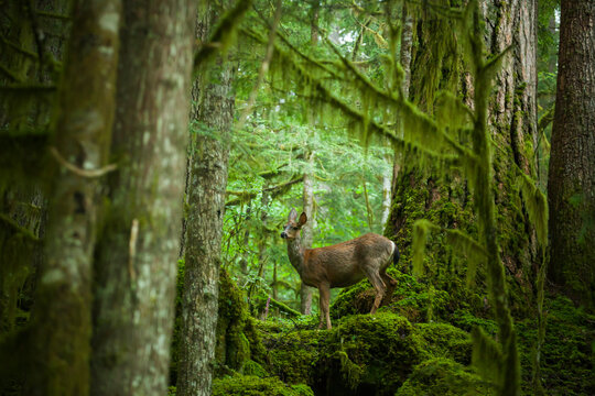 A black-tailed deer (Odocoileus hemionus columbianus) stands alone in an old growth forest along Cascade River Road, Mount Baker-Snoqualmie National Forest, Washington.