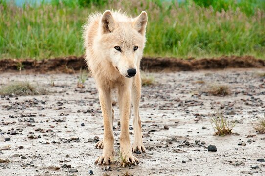Male timber wolf