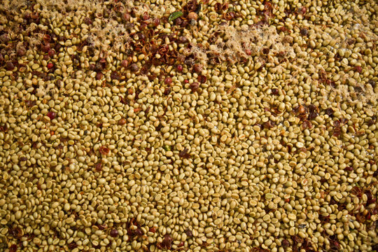 A View Of Coffee Beans Just After The Flesh Of The Berry, Or Cherry, Is Removed, At A Farm In San Rafael, San Marcos In The Highlands Of Guatemala.