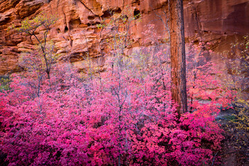 Fall colors in Zion National Park, Utah