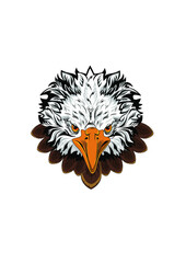 Eagle head color illustration on white background