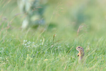 European Ground Squirrel (Spermophilus citellus). Central Balkan National Park. Bulgaria.