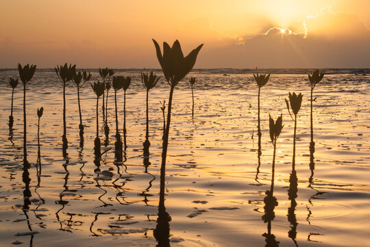 Mangrove seedlings planted by villagers of East End in Cayos Cochinos to help evade strong winds and rough seas that affect their small beach, Honduras.