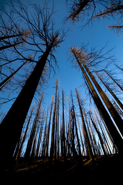 A forest of burned trees from the Dollar Lake fire on Mt. Hood, Oregon.