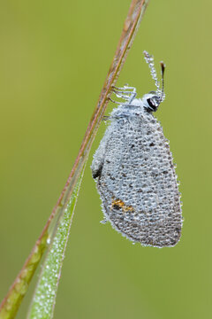An Eastern Tailed-Blue (Cupido comyntas) butterfly covered in dew in Virginia.