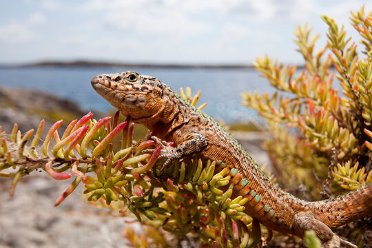 A male Ibiza Wall Lizard on the Island of Negra Norte.