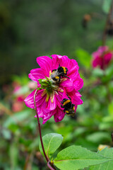 flor rosada con dos abejorros moscardon descansando