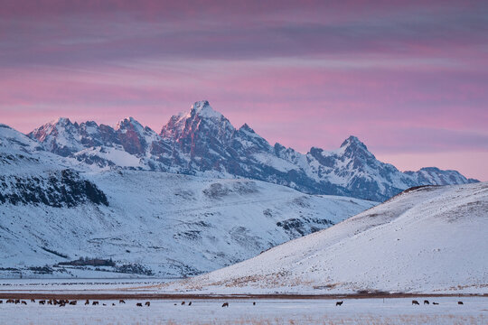 Elk graze on the National Elk Refuge near Miller Butte as the Grand Teton towers above Jackson Hole, Wyoming.