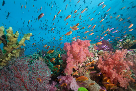 Fiji reef scene with soft corals, and schools of anthias.
