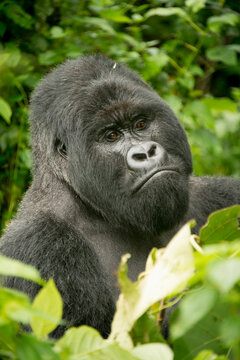 A silverback mountain gorilla named Bukima at Virunga National Park in the Democratic Republic of the Congo