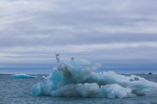 Two glaucous gulls (Larus hyperboreus) perched on an iceberg floating in Hornsund, Svalbard.