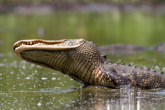 An American Alligator (Alligator mississippiensis) lunges after fish in a shrinking pool in Big Cypress National Preserve.