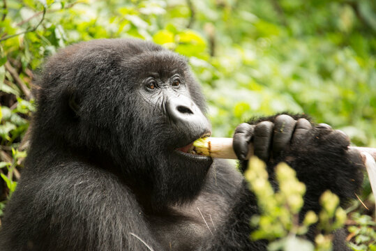 A wild mountain gorilla at Virunga National Park in the Democratic Republic of the Congo