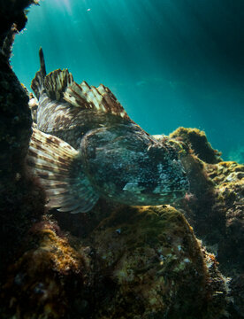 Rockfish, Santa Cruz Island, Channel Islands National Park, California