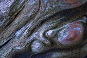 The lines of a driftwood log create shapes, patterns and textures in La Conner Washington.