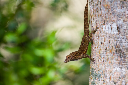 A male Crested Anole (Anolis cristatellus), an invasive species from Puerto Rico, photographed in southern Florida.
