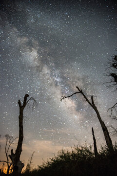 The Milky Way is visible with trees in the foreground on a clear night at Rancho Cuyamaca State Park near Julian, California.